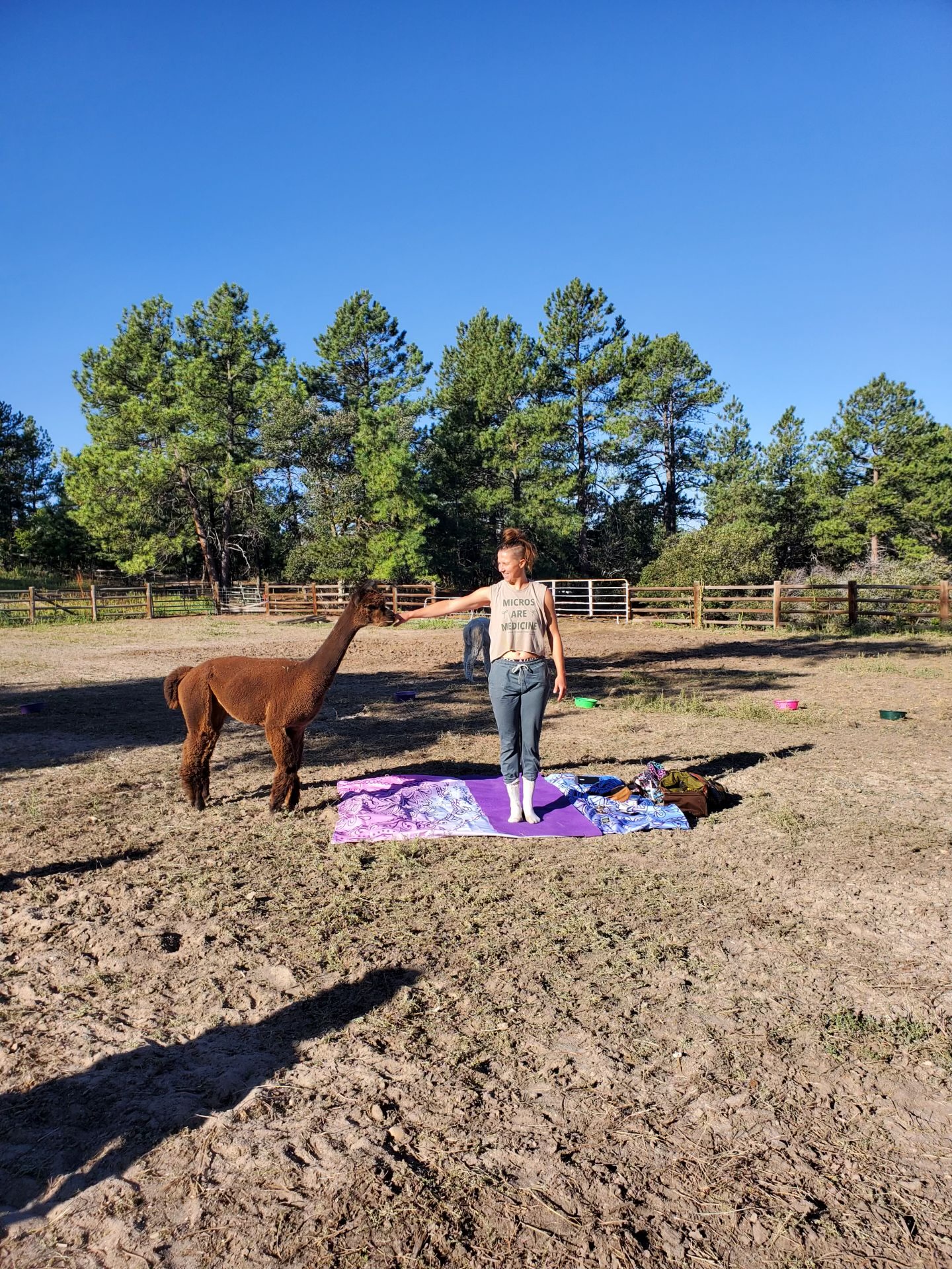 Crazy Hair Alpaca Yoga with Coach Traci